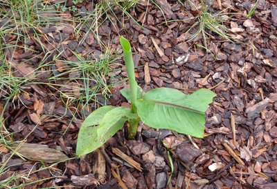 mystery_plant2.jpg