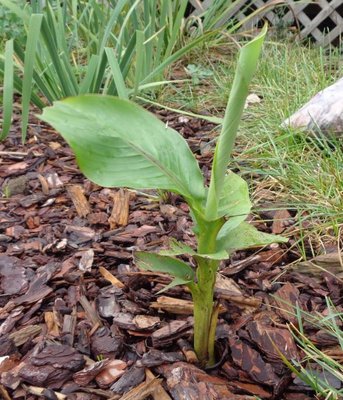 mystery_plant4.jpg