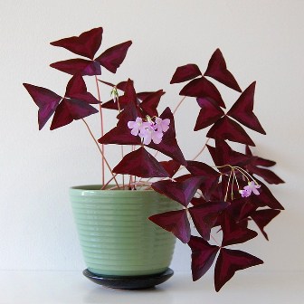 Oxalis-maceta.jpg