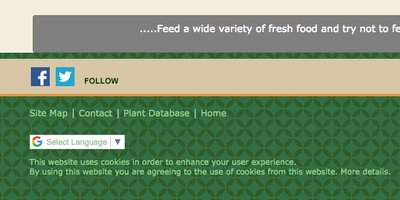 translate tab.jpeg