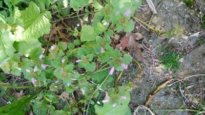 20180507_125152.jpg