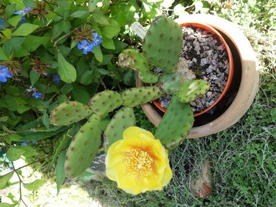 m_opuntia compressa 2017 (2).jpg