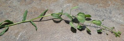 plant1.jpg