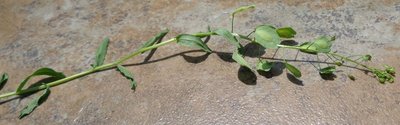 plant2.jpg