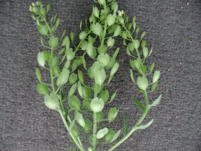 pennycress2.JPG
