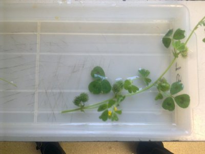 Mystery plant showing seeds.jpg