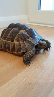 Lost tortoise.jpg