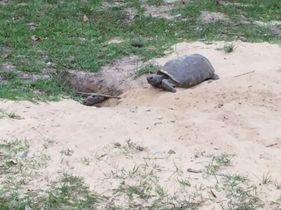 Gopher tort1 Georgia (Copy).jpg