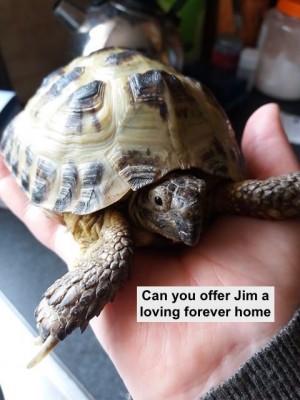 Jim the Horsfield.jpg