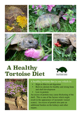 Healthy Diet_TTT.jpg